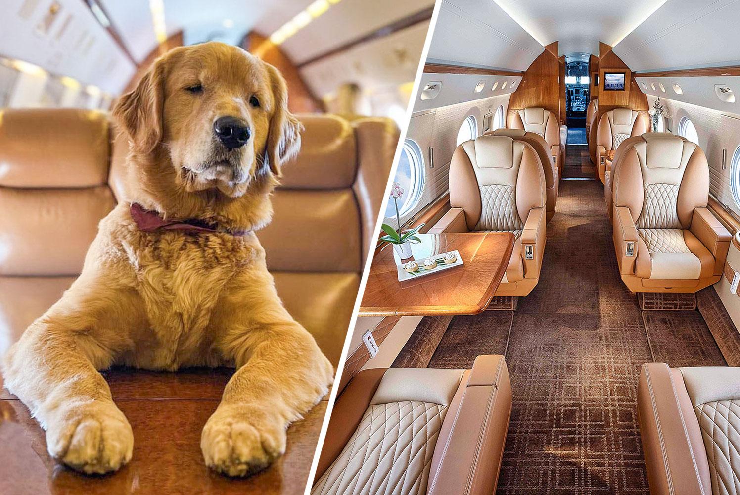 Luxury in the Skies: The Ultimate Guide to Pet Travel with K9 Private Jets