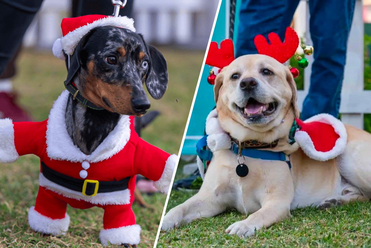Barkfest: Christmas for Dogs