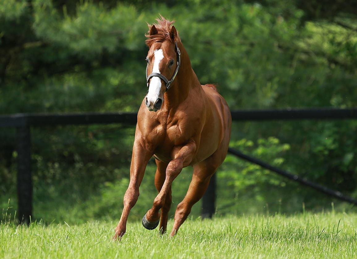 Top 10 Most Expensive Horses Ever Sold