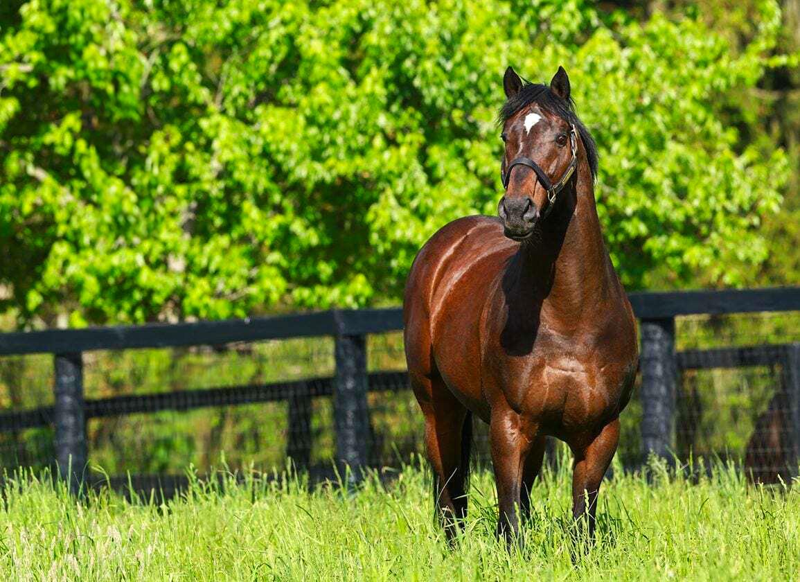 Top 10 Most Expensive Horses Ever Sold