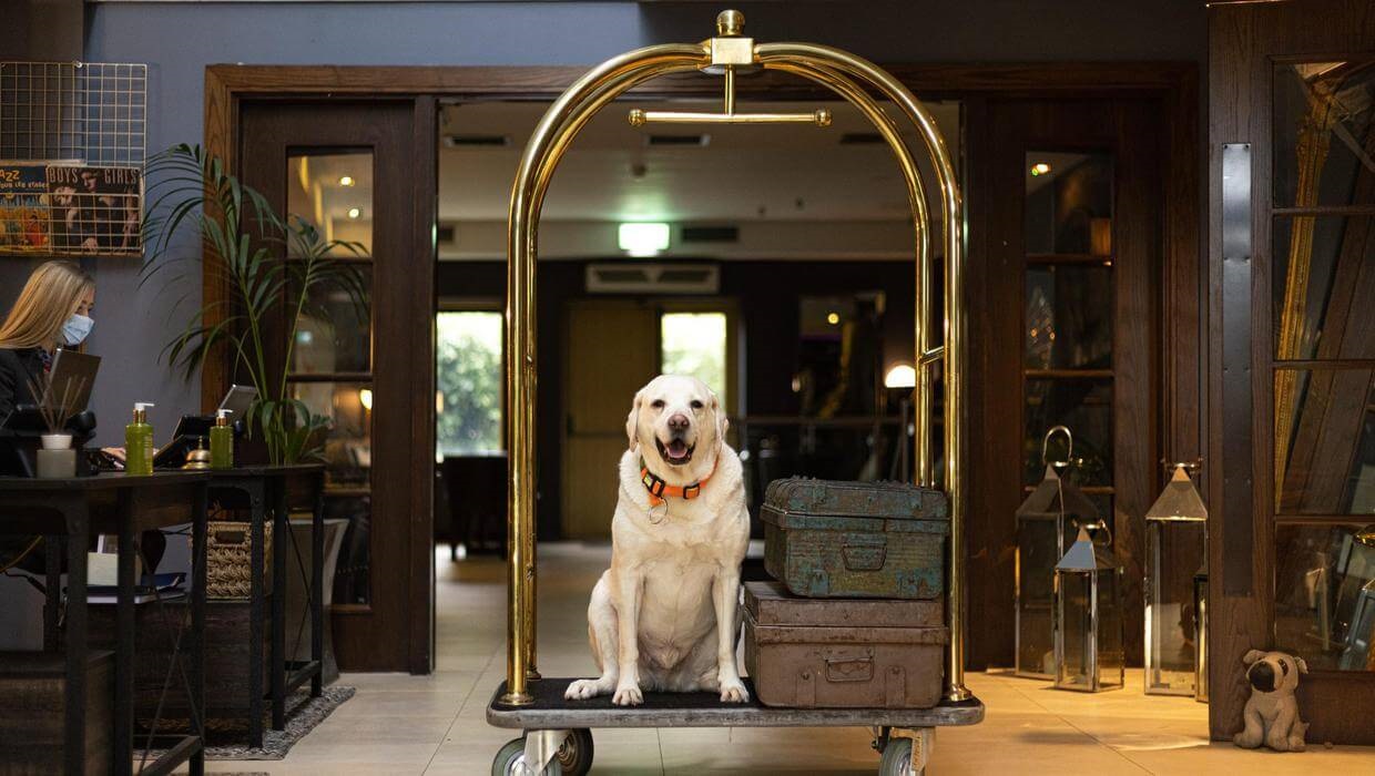 Looking for a Dog Friendly Hotels in Dubai 2024