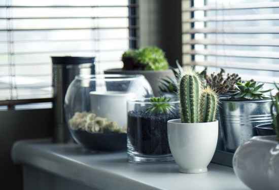 Indoor Garden Ideas - How to Make your Own Indoor Garden