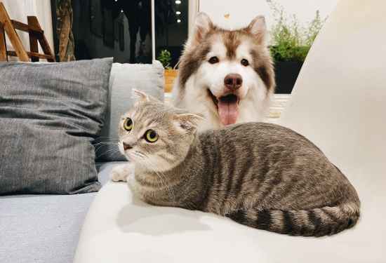 Top Pet-Friendly Apartments in Dubai