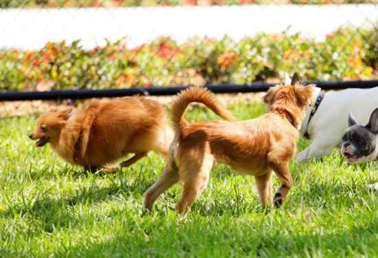 Pet-Friendly Parks in Dubai