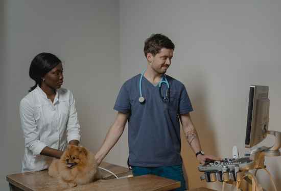 6 of Dubai's Best Veterinary Clinics