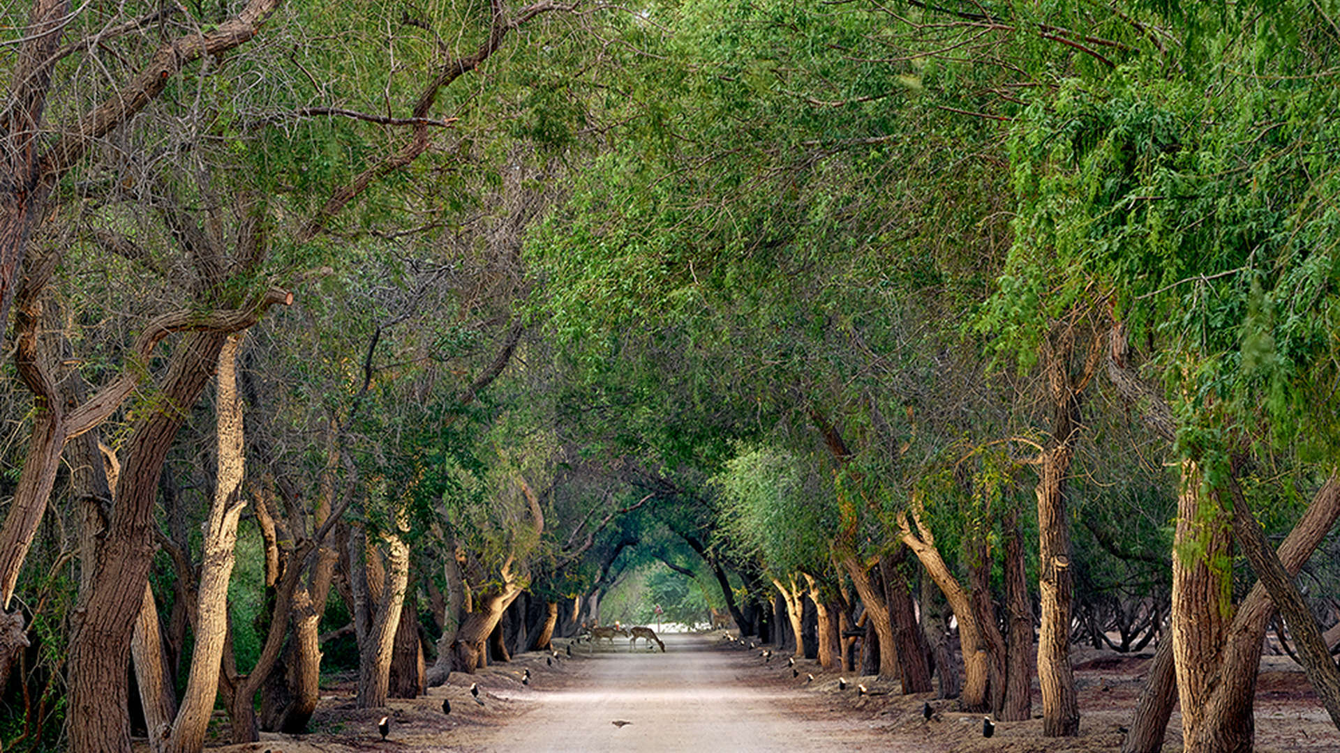 Al Jurf Gardens land plot with beach view, surrounded by trees and sandy landscape