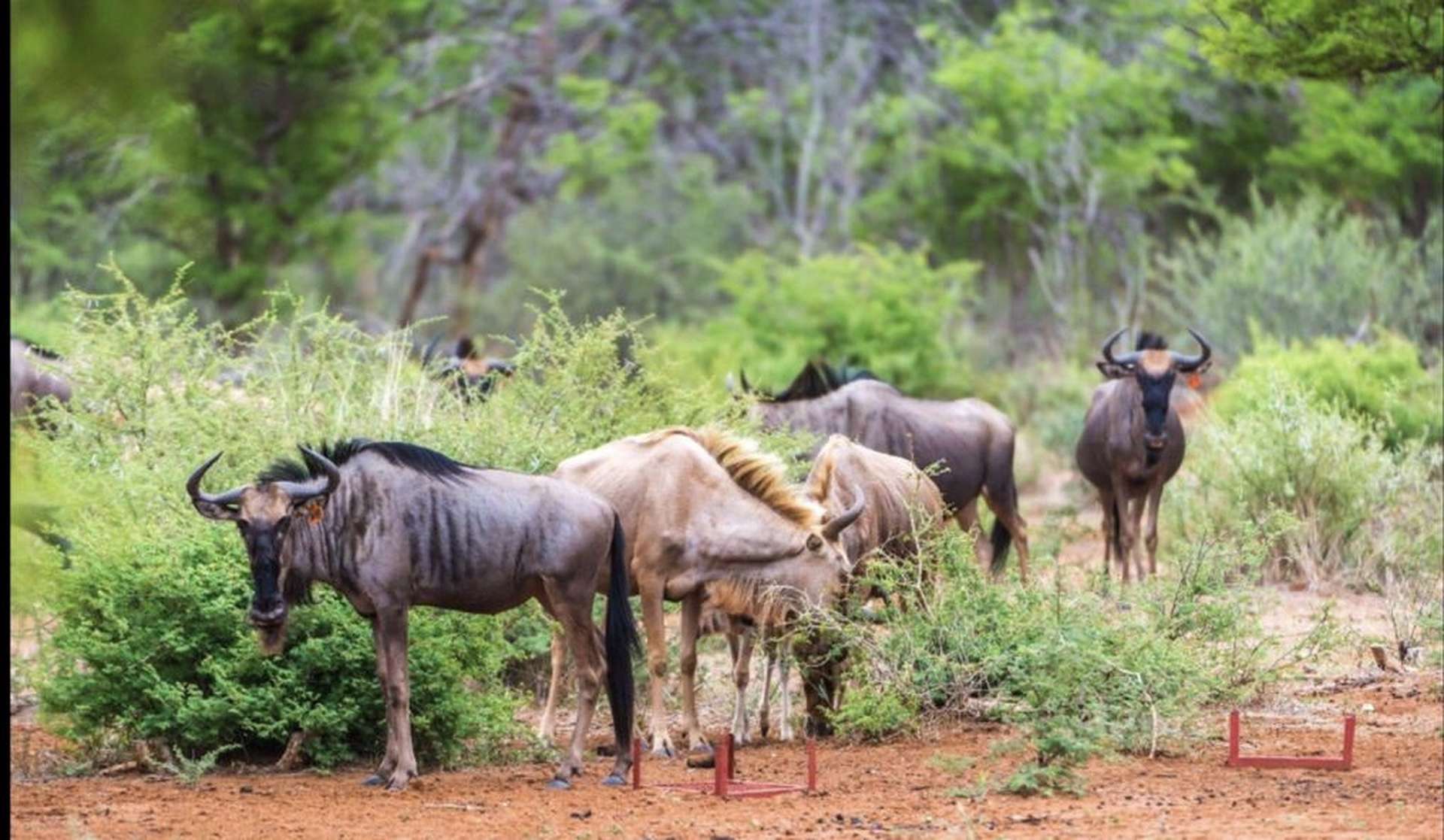 Thatched villa exterior at Phala Ranch, Limpopo, South Africa, with wildlife view