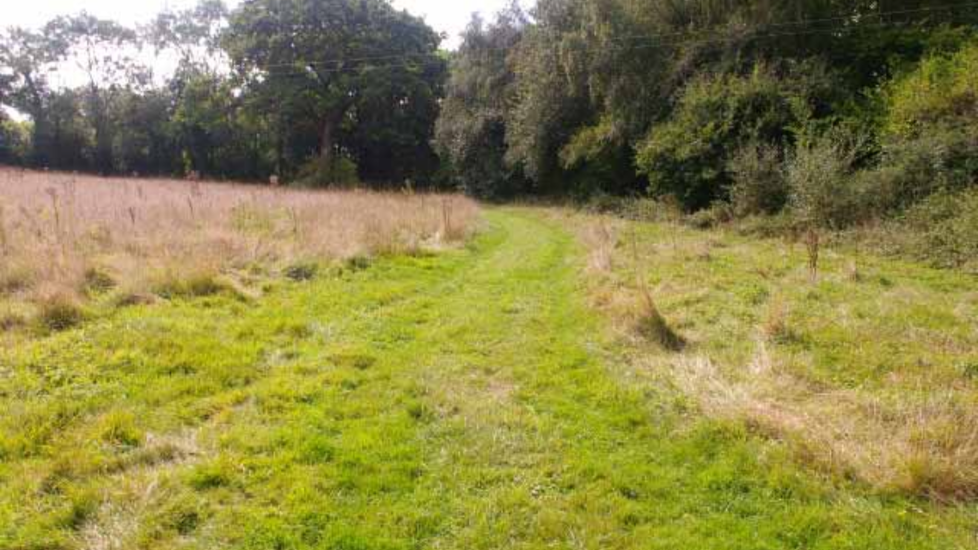 Alt text: "Surrey Guildford land for sale with tree-lined driveway, approved for farmhouse development.",Approved plot for farmhouse with lush greenery in Guildford, Surrey, for sale
