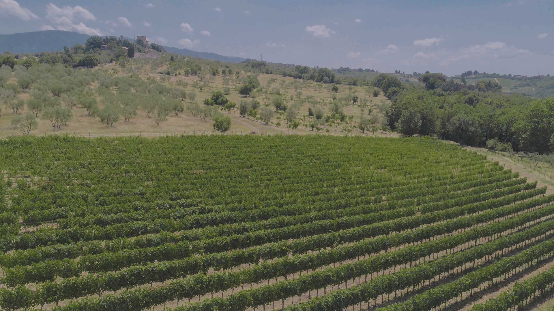 Aerial view of vineyard in Tenuta del Buon Vino, Florence, near Renaissance Villa for sale