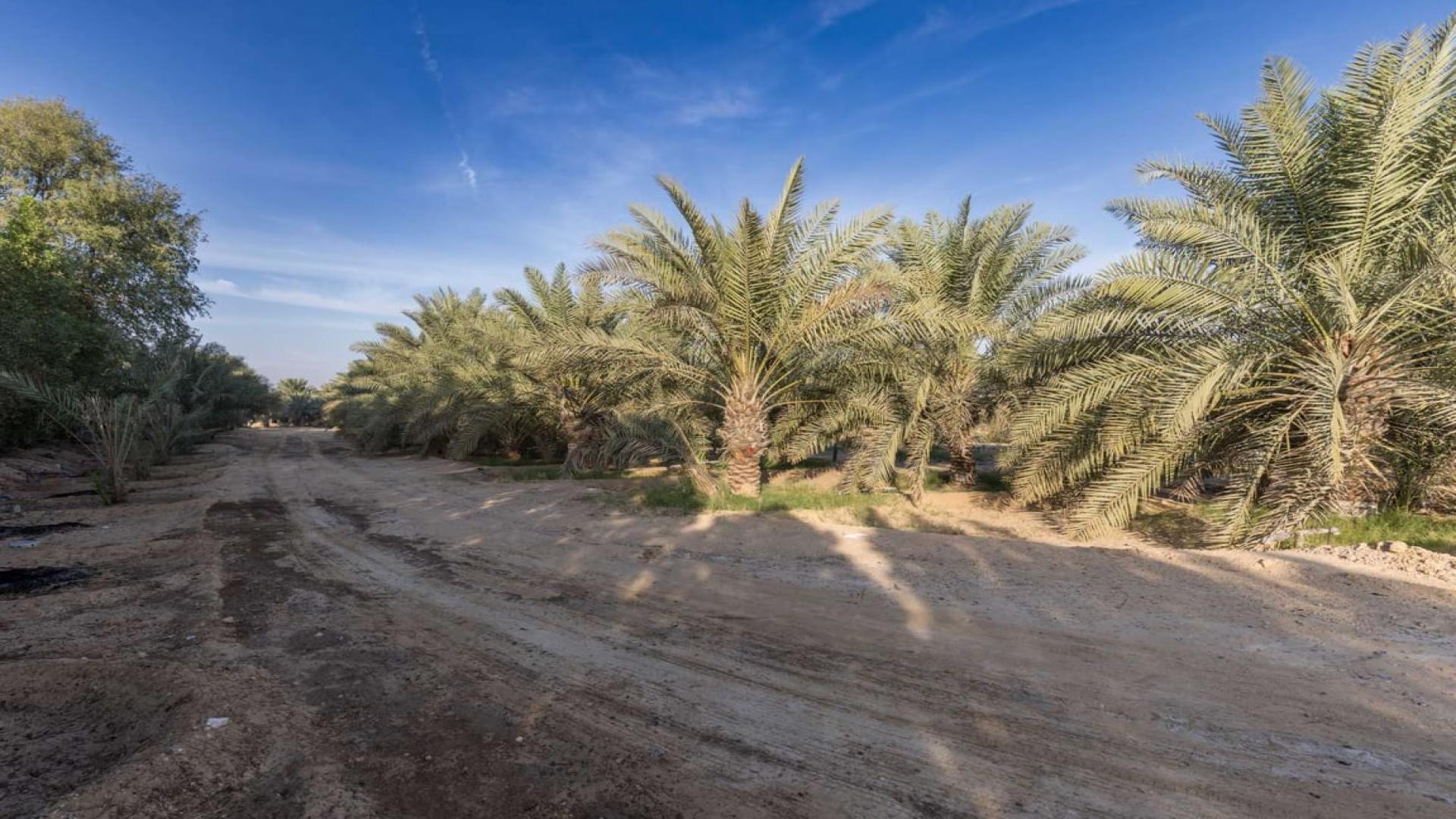 Exclusive Al Awir Village villa entrance, featuring palm trees and sandy driveway