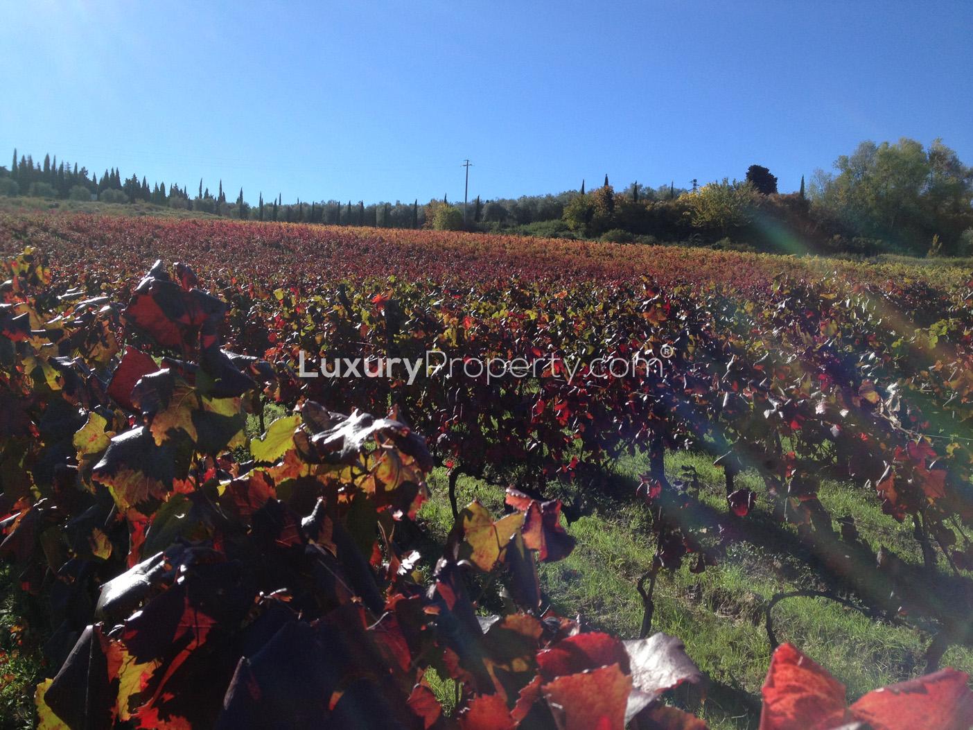 Sunset over vineyard at 7-bedroom villa in Florence, Tuscany, for sale