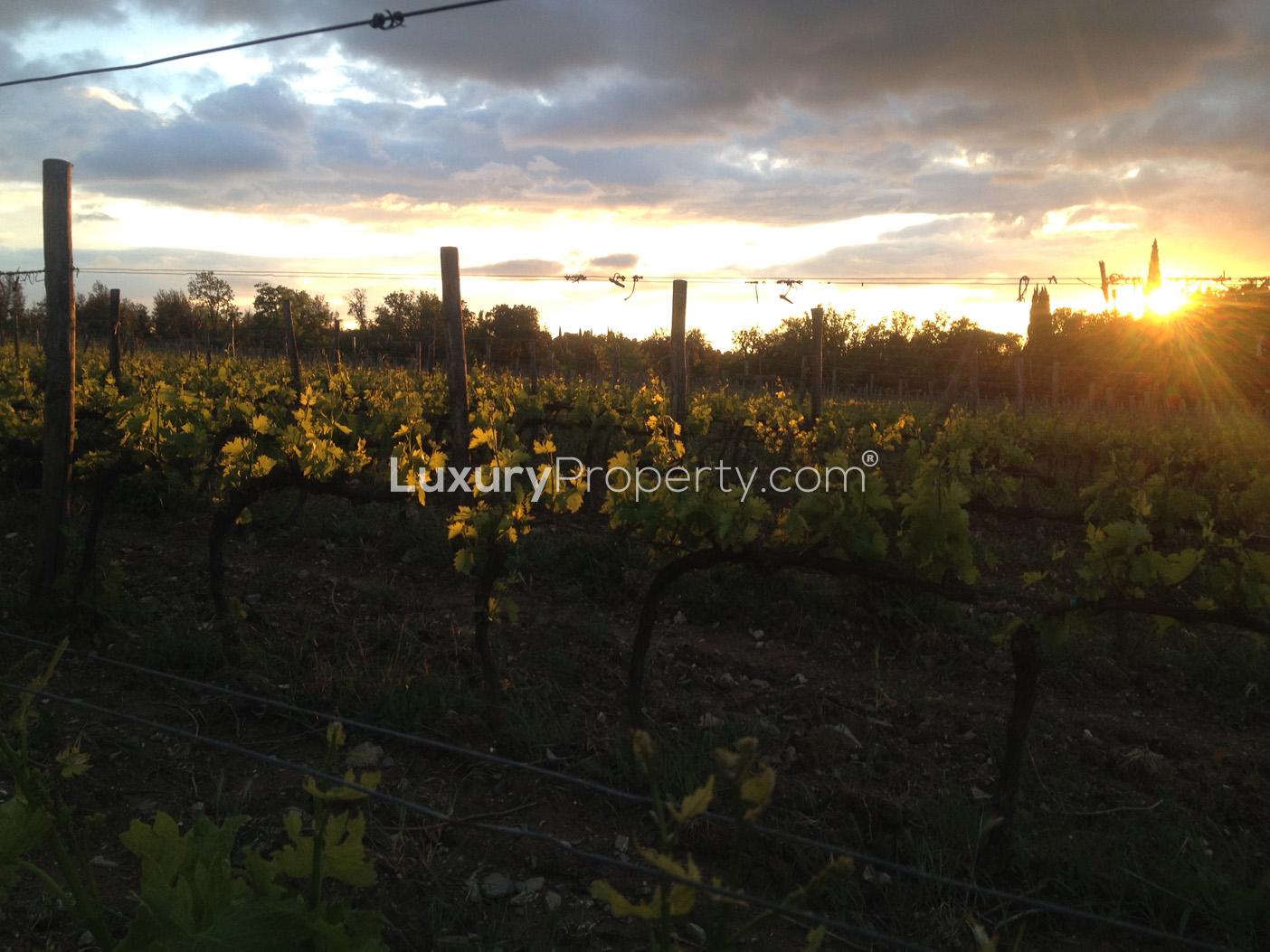 Vineyard view at 7-bedroom country villa for sale, Florence Tuscany, Beautiful Winery