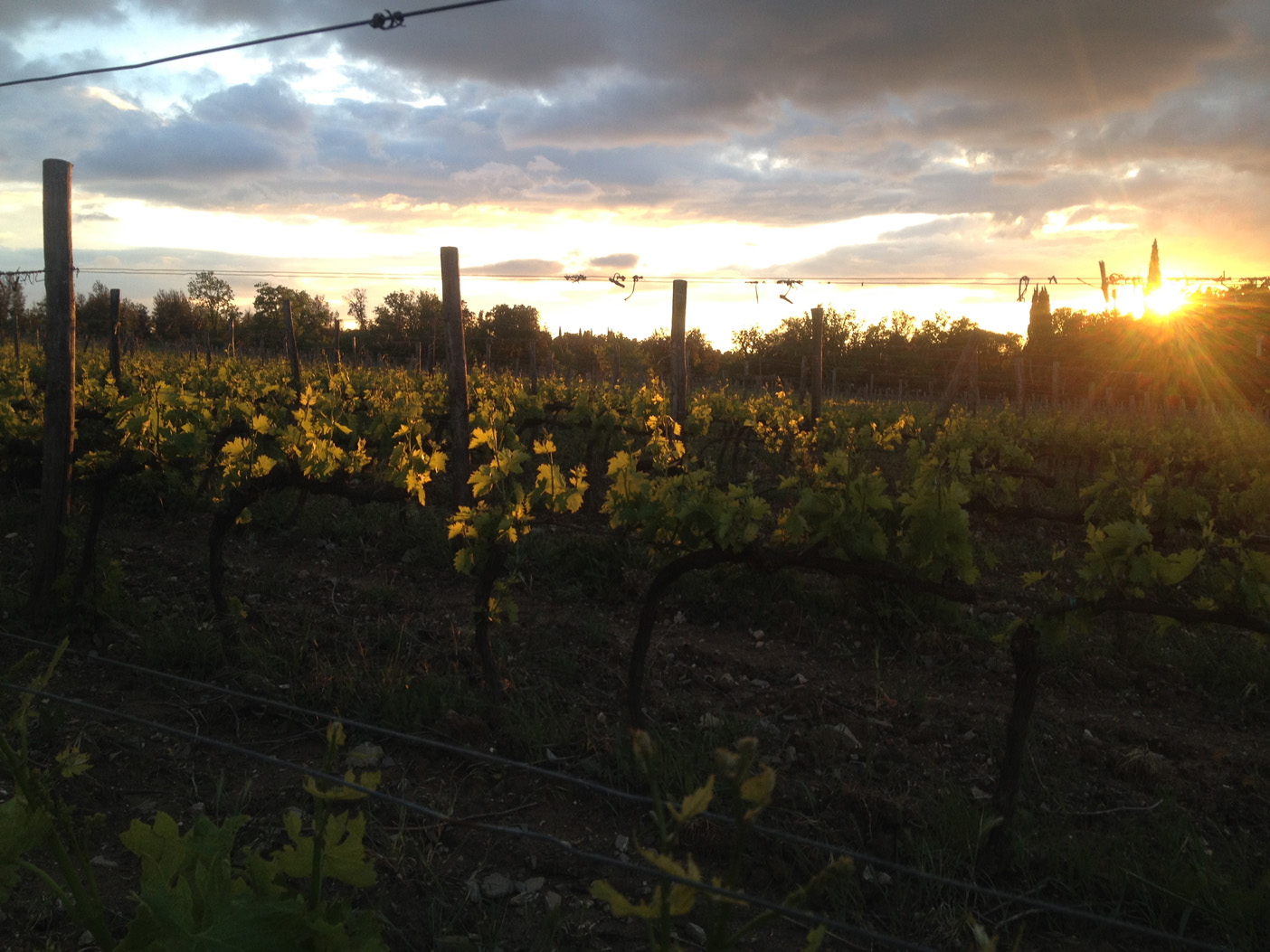 Vineyard view at 7-bedroom country villa for sale, Florence Tuscany, Beautiful Winery