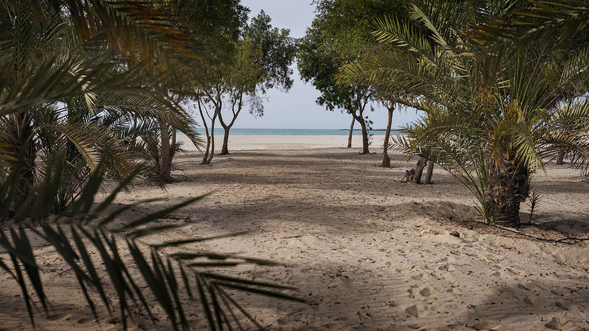 Tree-lined pathway in Al Jurf Gardens, Boutique Style community, villa plot for sale