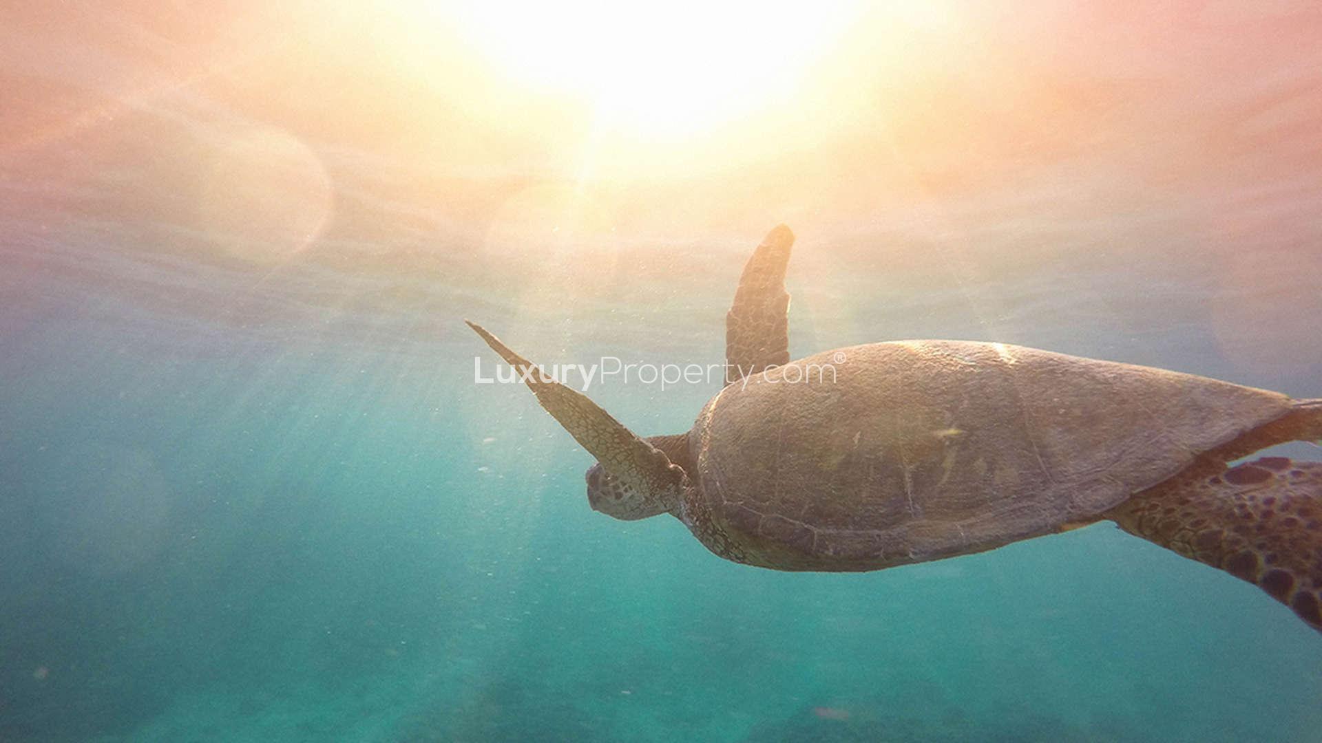 "Scenic beachfront view of villa plot at Al Jurf Gardens, surrounded by lush greenery.",Underwater view of a sea turtle swimming, symbolizing tranquility at Al Jurf Gardens