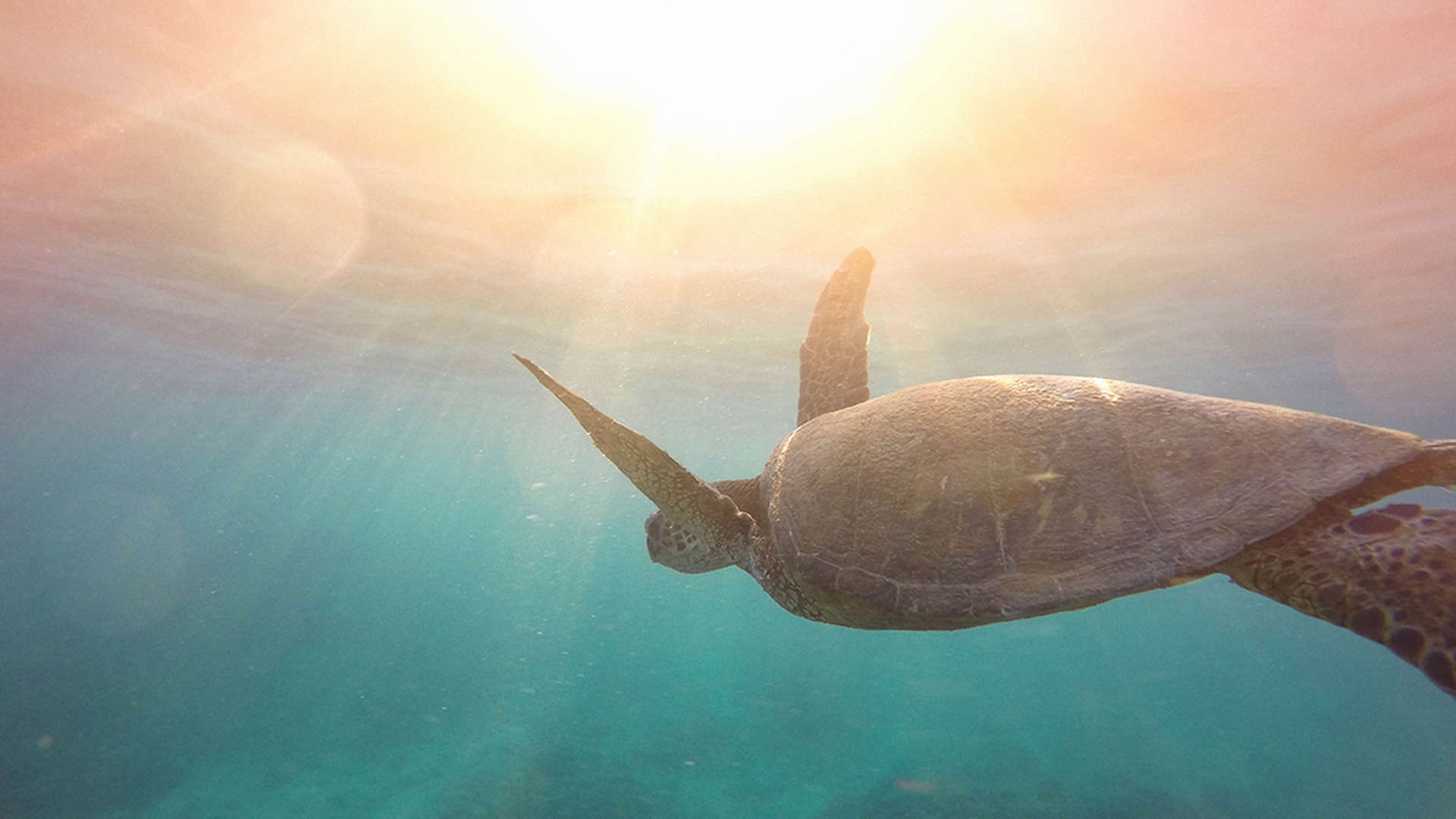 "Scenic beachfront view of villa plot at Al Jurf Gardens, surrounded by lush greenery.",Underwater view of a sea turtle swimming, symbolizing tranquility at Al Jurf Gardens