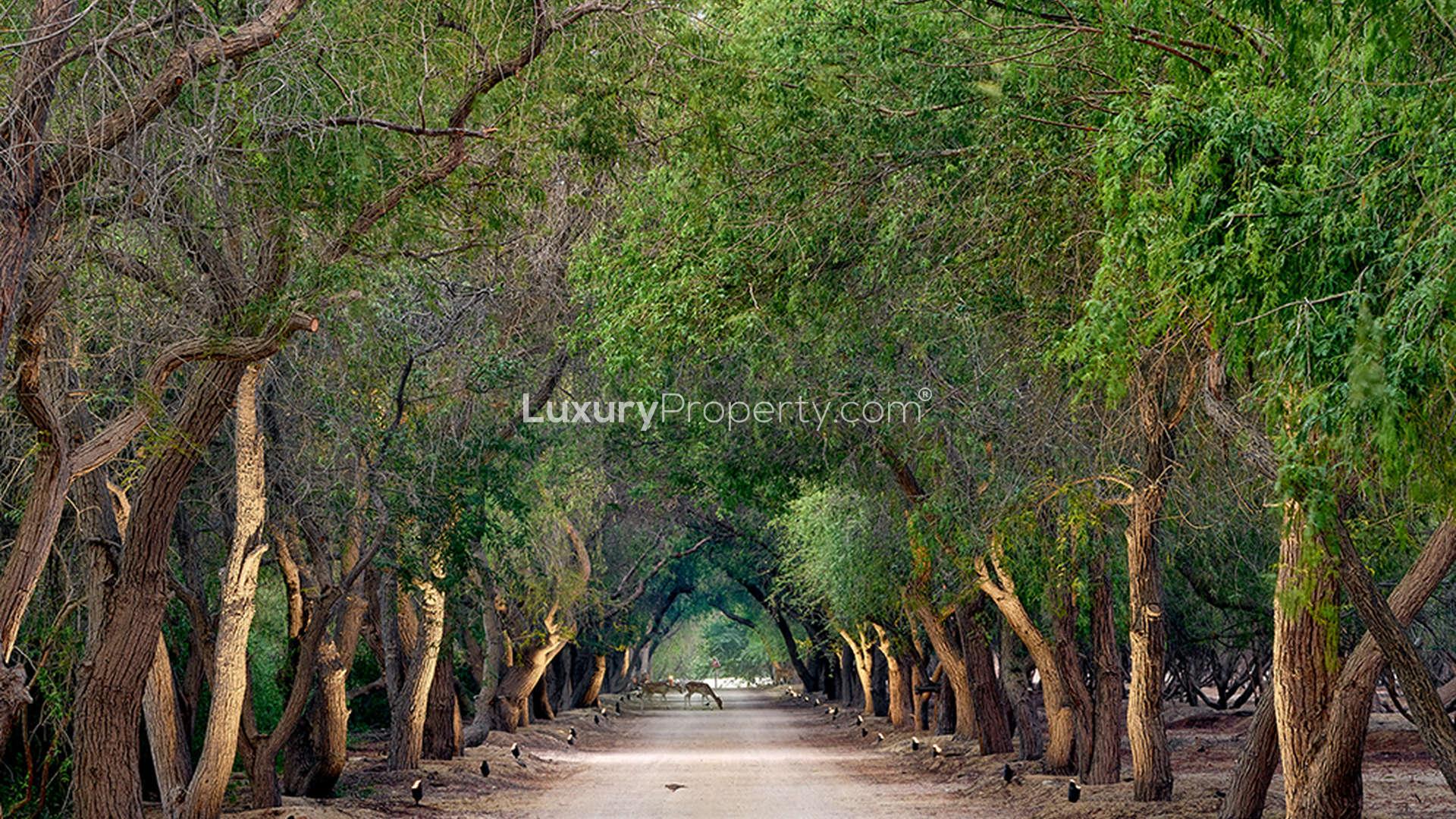 Beachfront luxury villa plot with palm trees at Al Jurf Gardens for sale